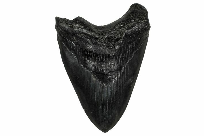Fossil Megalodon Tooth - South Carolina #340298